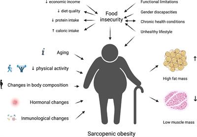 Frontiers | Food Insecurity As A Risk Factor Of Sarcopenic Obesity In ...